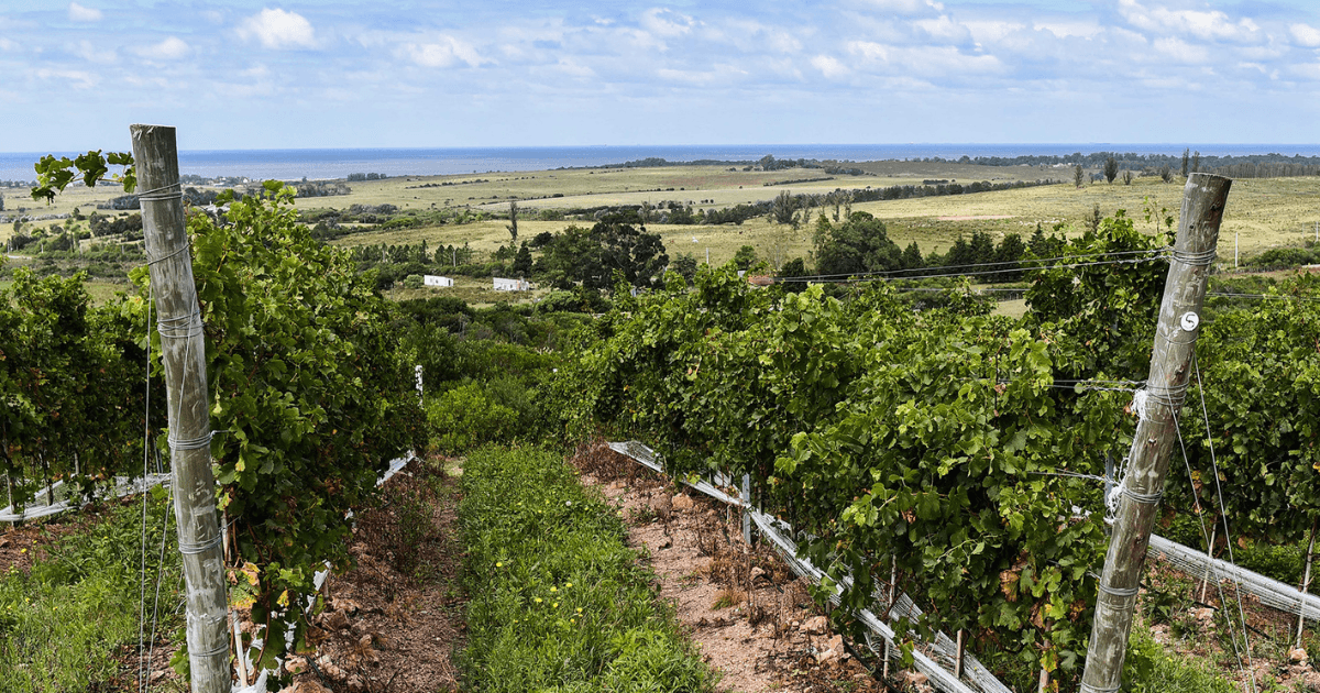 Uruguay en vinos - septiembre 2026
