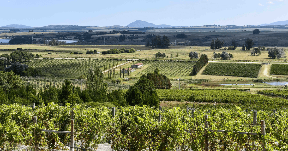 Uruguay en vinos